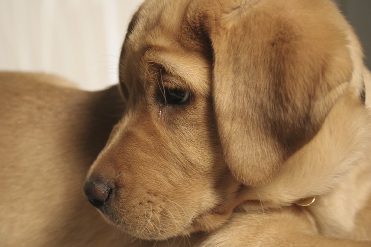Los cachorros pueden llorar por las noches si están solos.