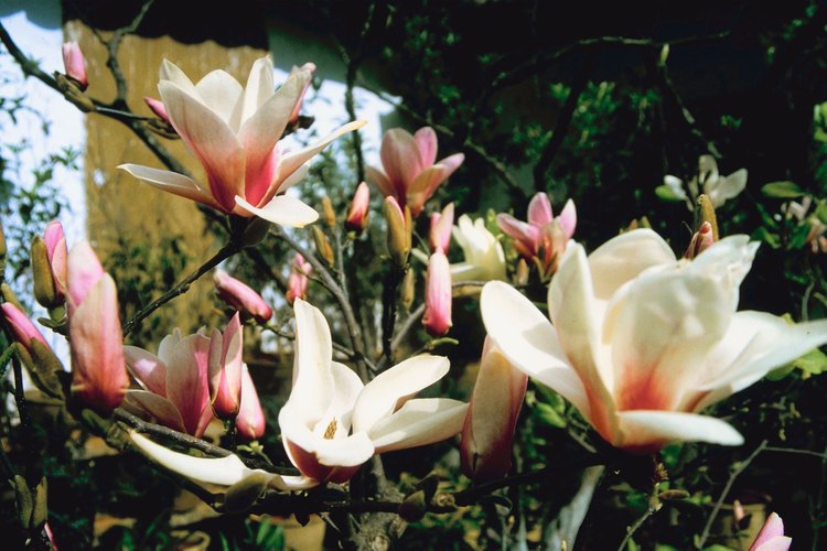 Los árboles y arbustos de magnolias son capaces de mostrar espectaculares pantallas de floración.