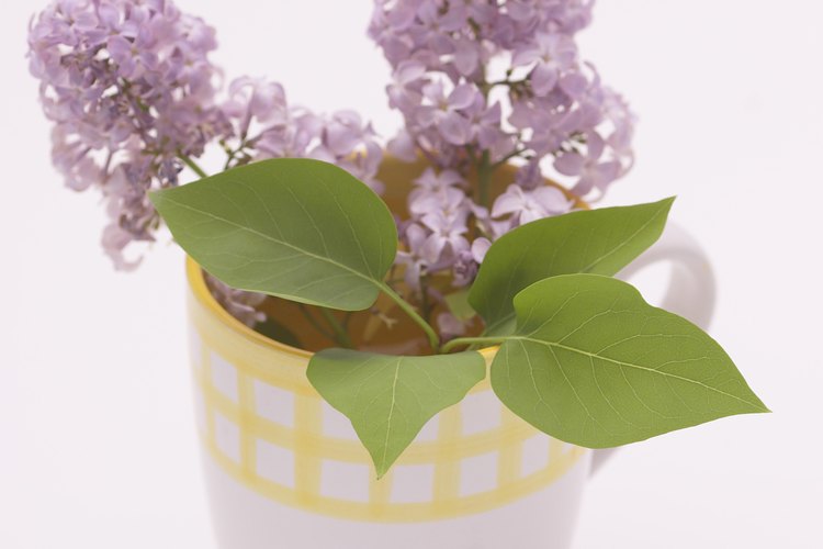 Incluso una semana después de sacarlas de su fuente principal de alimentos, las flores siguen viéndose frescas.