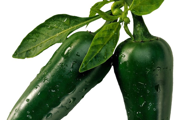 Cuando una planta de pimiento recibe, ya sea demasiada agua o insuficiente durante un período prolongado, sus flores comenzarán a volverse marrones.