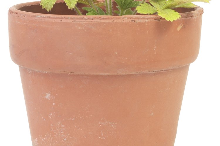 Utiliza suelo de calidad para macetas con el fin de obtener un crecimiento saludable de las plantas.