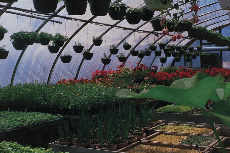 Los centros horticulturales en su mayoría tienen una gran variedad de plantas, con tendencia hacia las especies más populares.