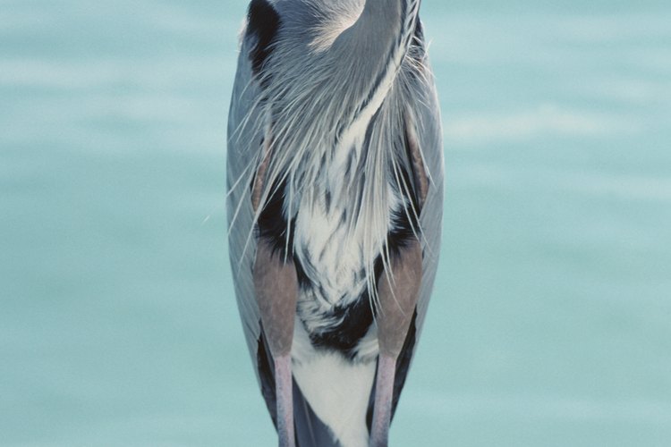 Las garzas comen peces y pueden atacar tu estanque.