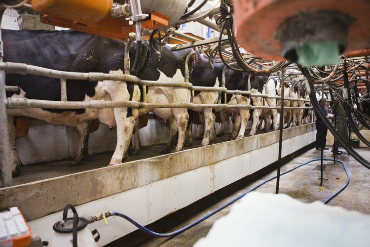 Un productor de lácteos experimenta meses rentables cuando el precio de la leche es alto.