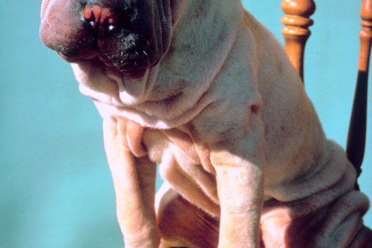 La piel del Shar Pei está llena de púas que le dan un aspecto áspero.