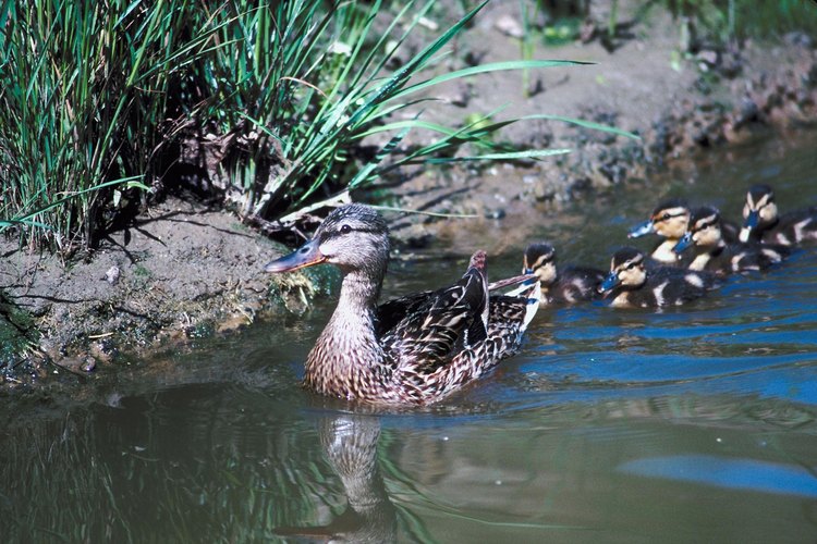 La hembra conduce a sus polluelos al agua con apenas un día de haber eclosionado.