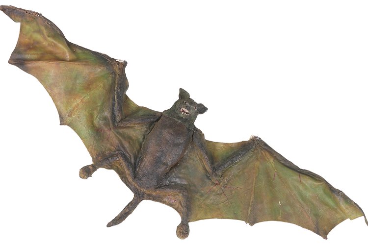 Los murciélagos son un buen ejemplo de los animales nocturnos.