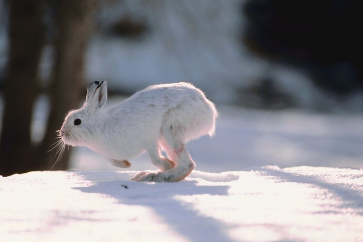 La anatomía de un conejo está diseñada para correr.