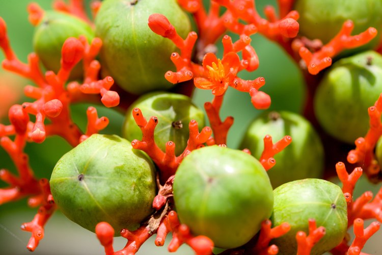 El zapote cultivado desde las semillas demorará entre siete y ocho años en producir frutos.