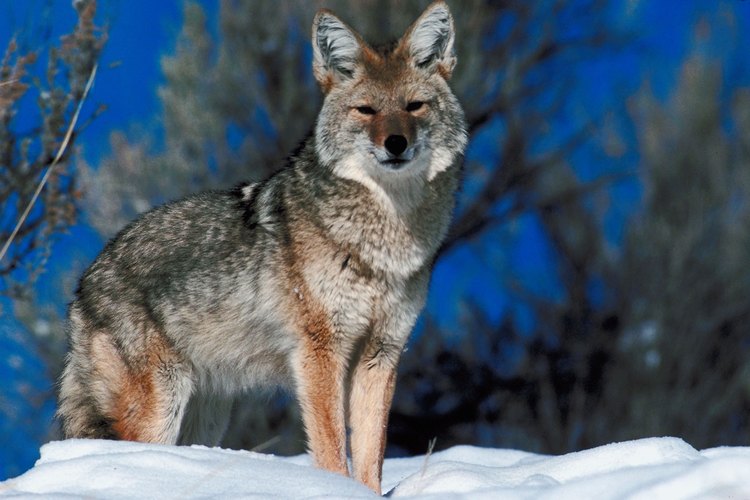 Los coyotes comen todo lo que pueden encontrar durante el invierno.
