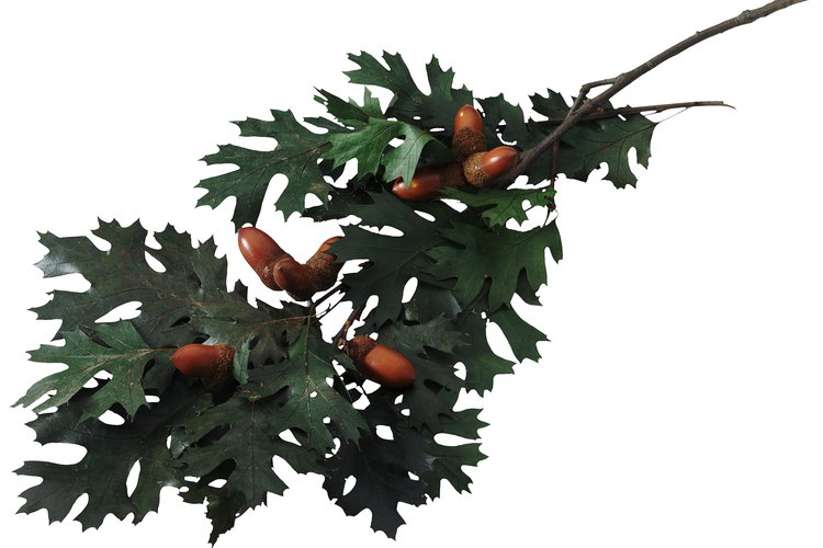 Rama de roble con bellotas.