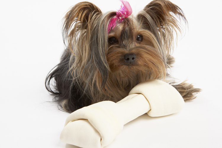 La mayoría de los dueños de Yorkies encuentran que el corte de cachorro es el más fácil de mantener.