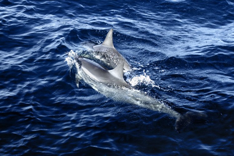 El cuerpo de un delfín está simplificado para permitir que el animal se mueva por el agua sin ningún esfuerzo.