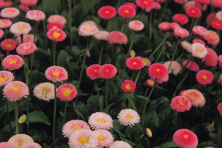 Las flores se han utilizado en la cocina durante muchos siglos.