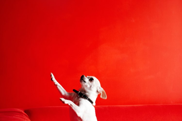 Los chihuahua son perros energéticos y audaces.