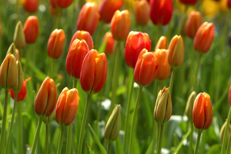 Cultivar tulipanes a partir de bulbos es más fácil que hacerlo a partir de semillas.