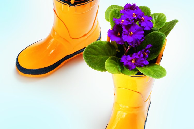 Proporciona a tus violetas africanas las condiciones de cultivo adecuadas para favorecer su floración.