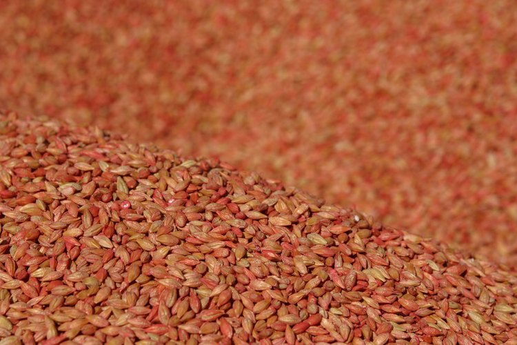 Los granos de trigo rojo son buenos para germinar.