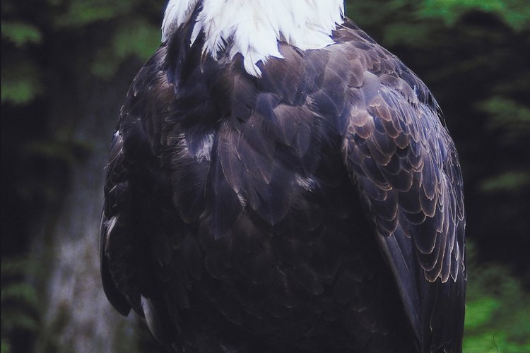 El águila tiene patas rapaces por lo que puede capturar y retener presas vivas.