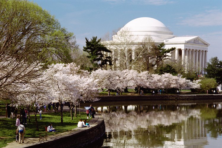 Los cerezos Yoshino muestran sus sakuras alrededor del primero de abril en Washington, D.C..