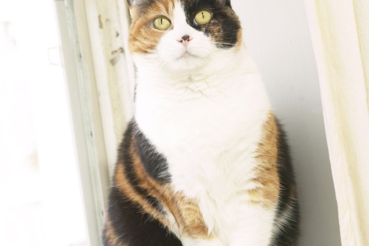 Sorprende a tu gato.
