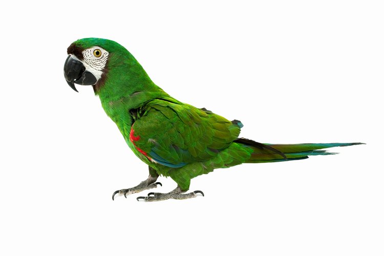 Los loros son cada vez mas populares en el mercado de mascotas.