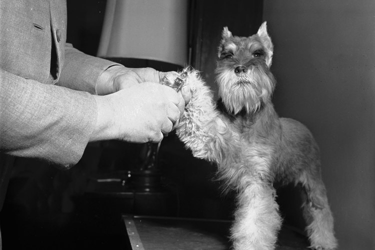 Las piernas y la barba se dejan largos para el corte schnauzer.