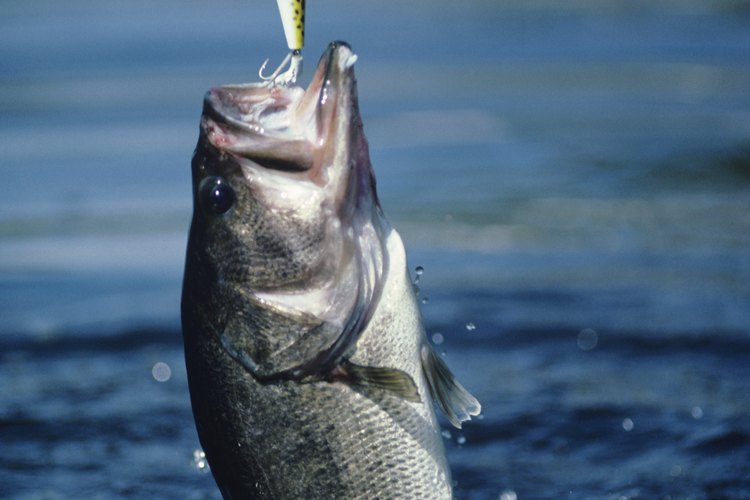 ¡Están picando! Las percas de boca grande son el atractivo número 1 del lago.