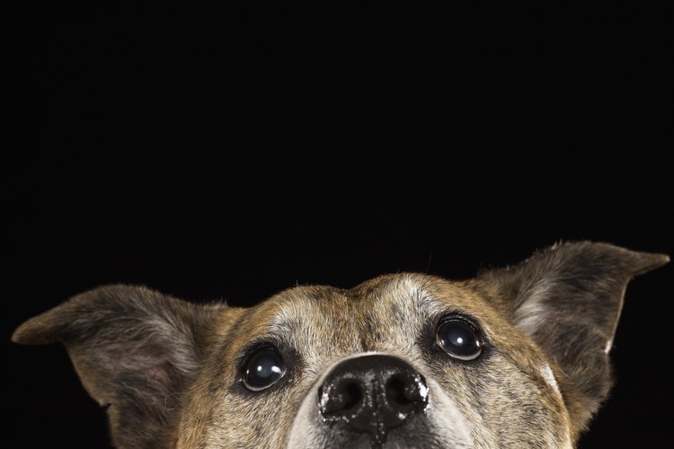 Entrena a tu pitbull para que esté en forma y saludable con técnicas adecuadas de acondicionamiento.