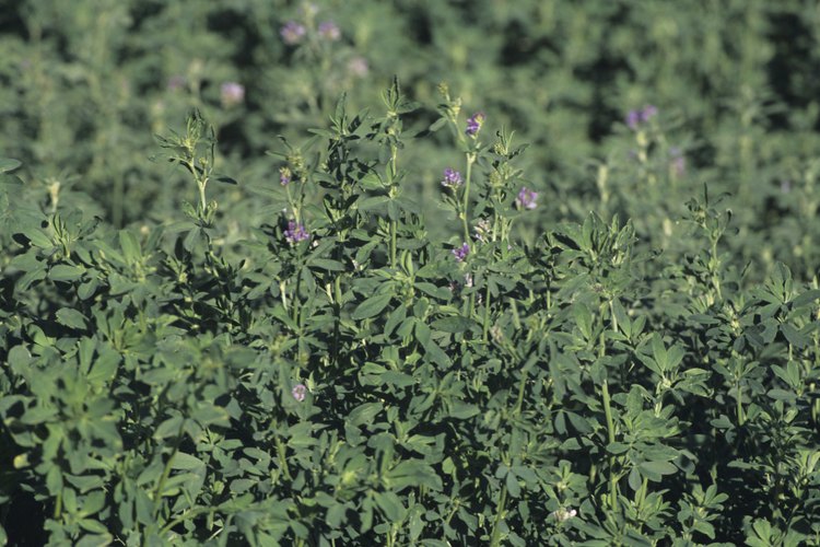 Después de ocho semanas, la parte inferior de los tallos de alfalfa se abandonan en el suelo en previsión del clima frío.