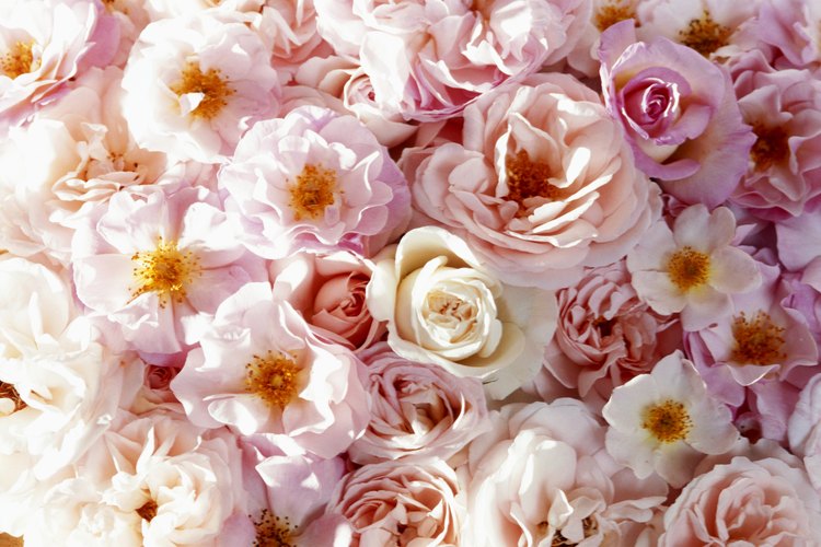 El azúcar ayuda a la rosa de dos formas: ayuda a abrir los capullos de las flores recién cortadas y hace que duren más tiempo.