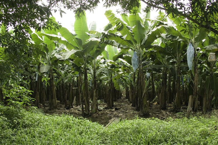 Plantación de plátanos.