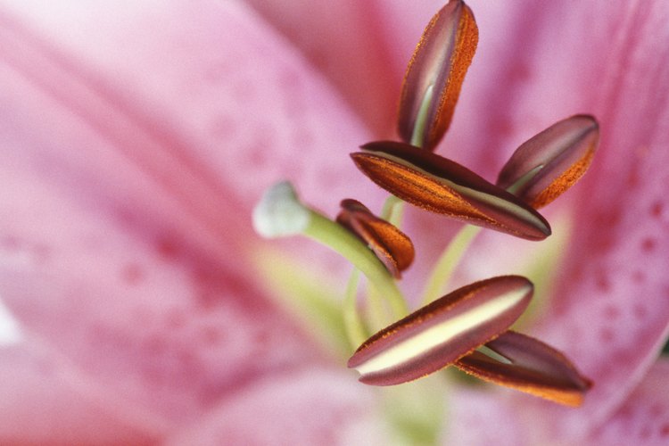 Flores.