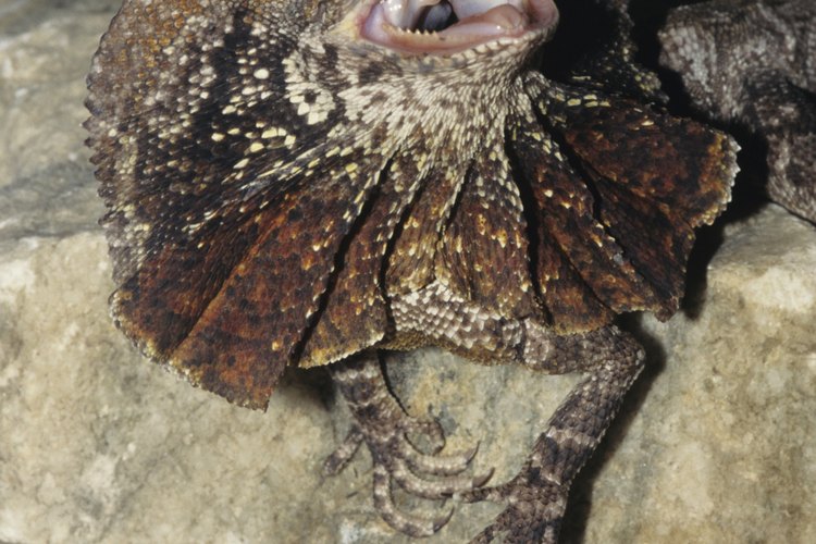 Los lagartos de collar se mimetizan con rocas, árboles y arena.