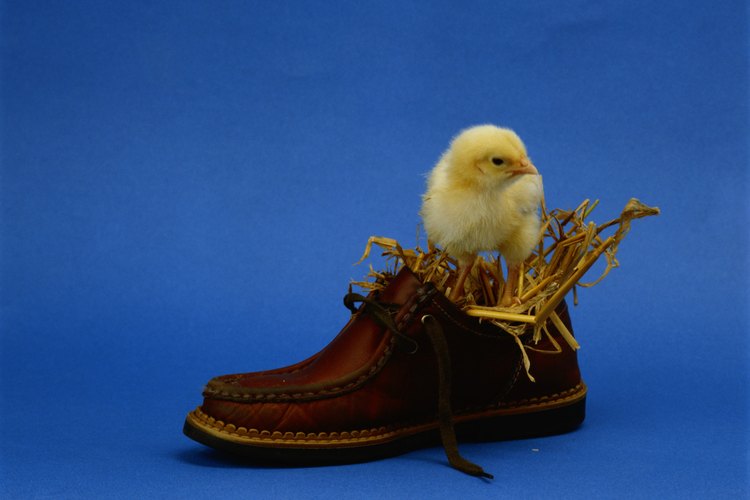 Pollito.