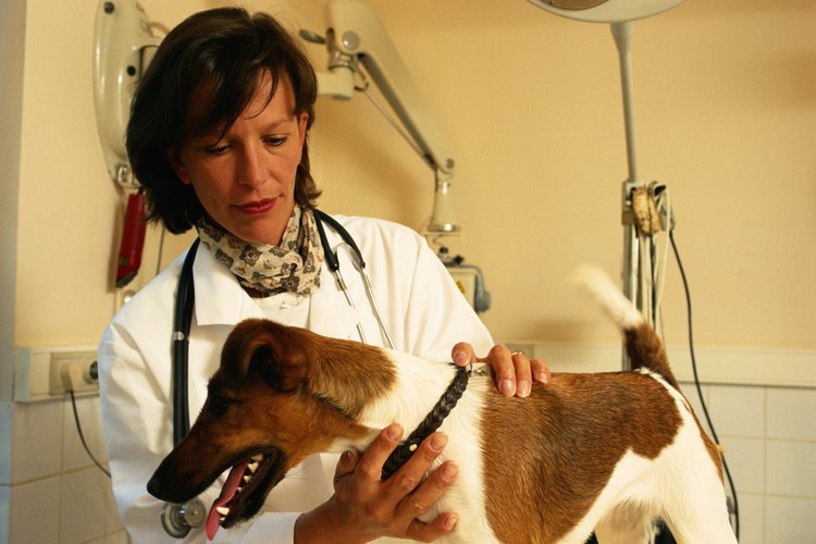Visita al veterinario ante una emergencia.