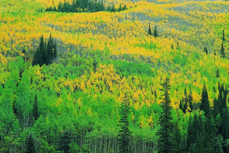 Puedes admirar los colores del otoño en muchos de los parques estatales de Colorado.