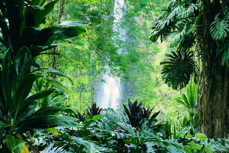 Selva tropical.