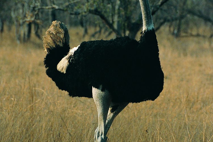 Las avestruces ponen los huevos más grandes del mundo.