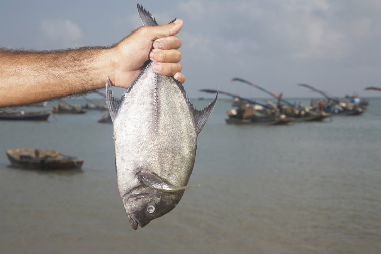 Los peces deben matarse de forma humana antes de ser limpiados o almacenados en hielo.
