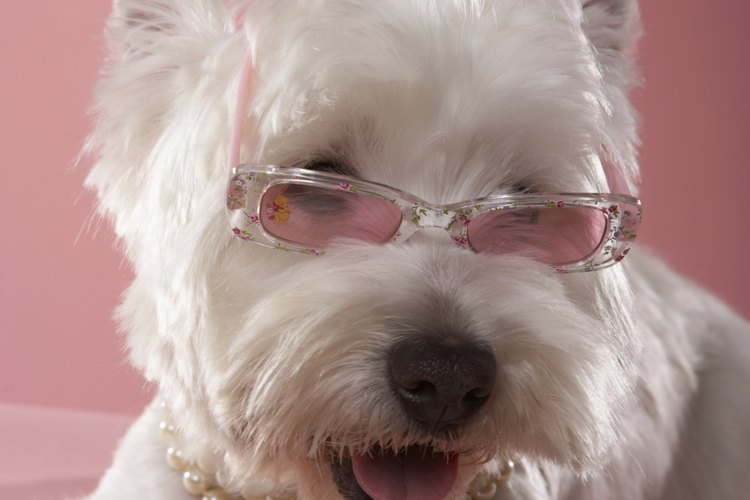 Convierte el simple collar de tu perro en una versión deslumbrante.