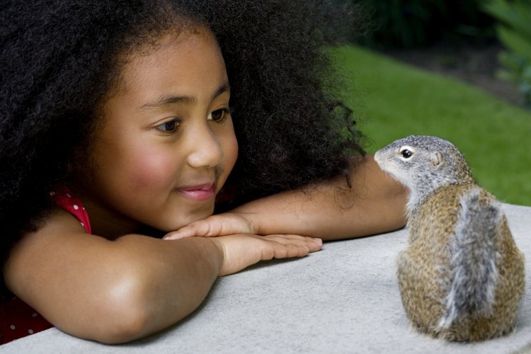 Buscar animales.