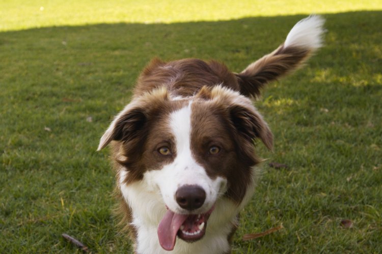 El Border Collie es una raza de temperamento complaciente y muy leal.
