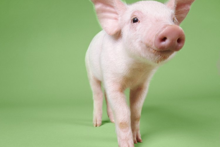Vístete como un cerdo con este sencillo disfraz hecho en casa.