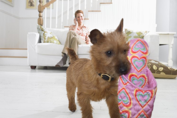 Hacer un par de zapatos para tu perro, es sencillo; protegerán sus patas en los días lluviosos y fríos.