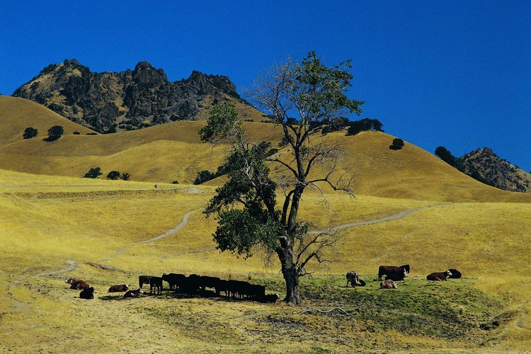 Las vacas pueden ver el color.