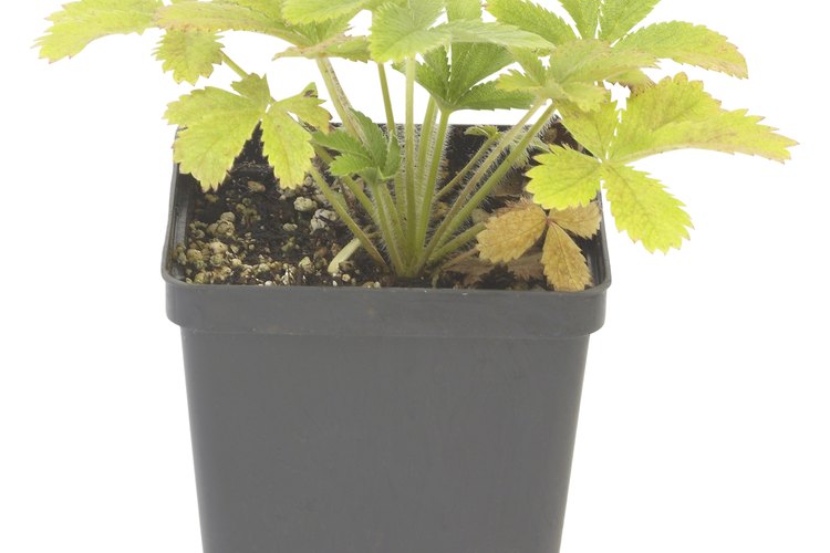 Las flores macho y hembra de la planta del cáñamo usan la resina como una barrera protectora.