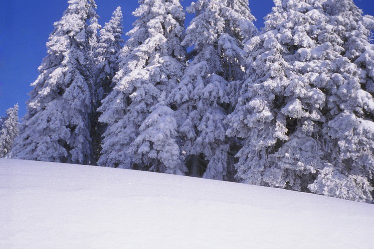 Las ramas de pino son lo suficientemente fuertes para soportar mucha nieve.
