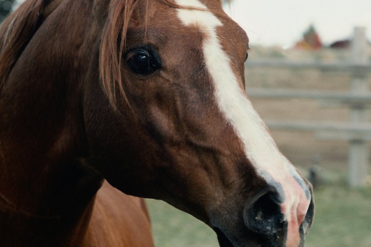 Una compañía podría ayudar si tu caballo muestra signos de estrés.