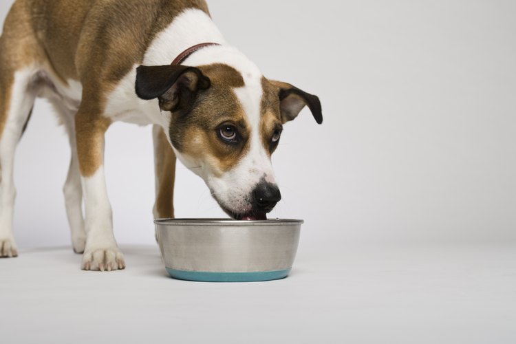 Es un mito que darle agua helada a tu perro lo hinche.